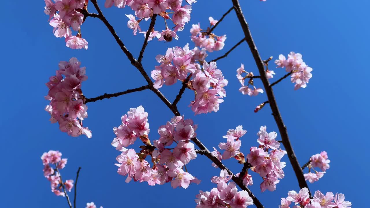 Cherry blossom tree in Japan with vibrant pink flowers against a clear blue sky