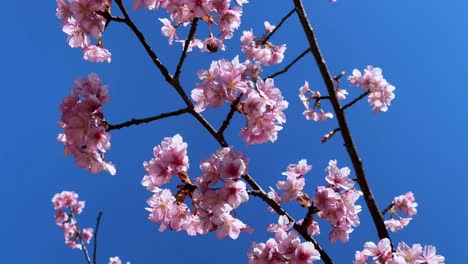 cherry blossom tree in japan with vibrant pink flowers against a clear blue sky
