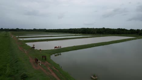 Caballos-Salvajes-Pastando-En-Campos-De-Arroz-Irrigados,-Bayaguana,-Comatillo-En-República-Dominicana