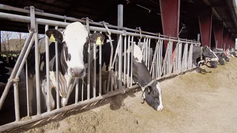 Modern-farm-cowshed-with-dairy-cows-eating-hay,-dairy-farm