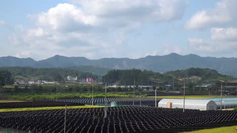 view of korean ginseng farm in geumsan, south korea - wide shot