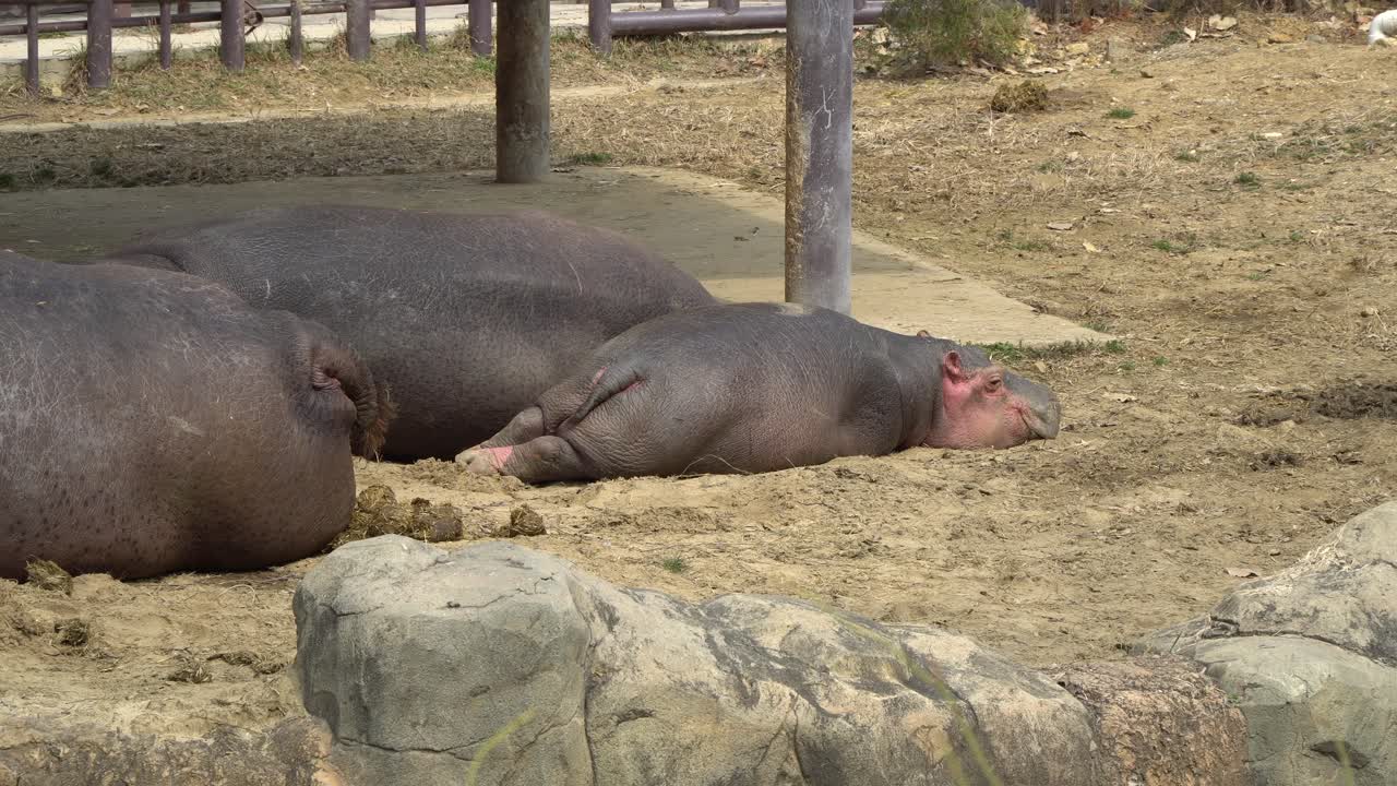 cigüeña blanca occidental ciconia caminando por el suelo