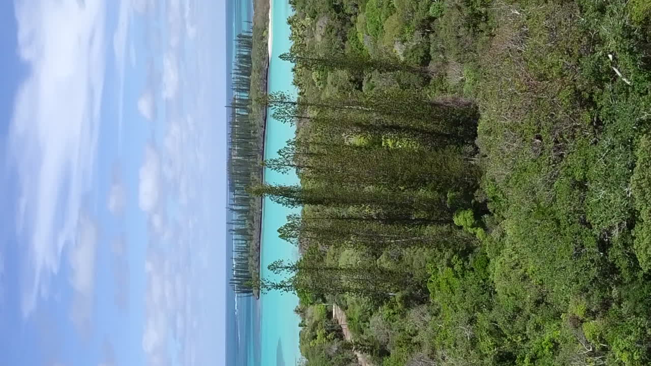 Towering columnar pines on New Caledonia's Isle of Pines - vertical aerial orbit