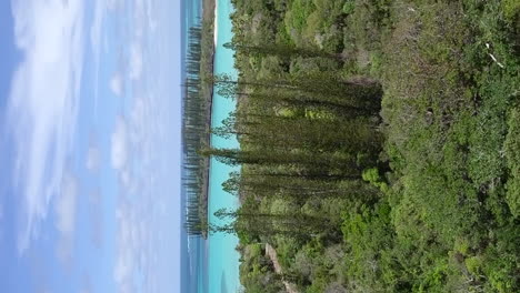 Towering-columnar-pines-on-New-Caledonia's-Isle-of-Pines---vertical-aerial-orbit