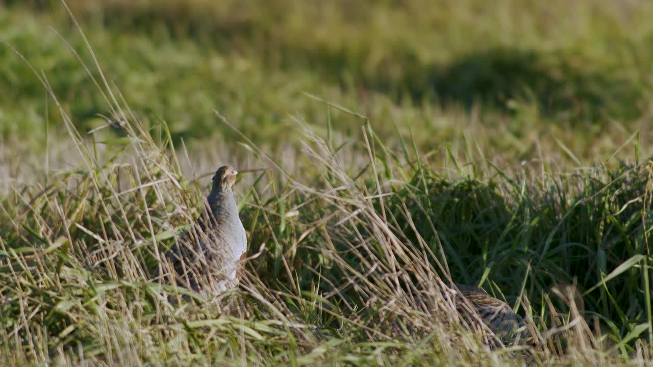 Perfect closeup of gray partridge bird walking on road and grass meadow feeding and hiding
