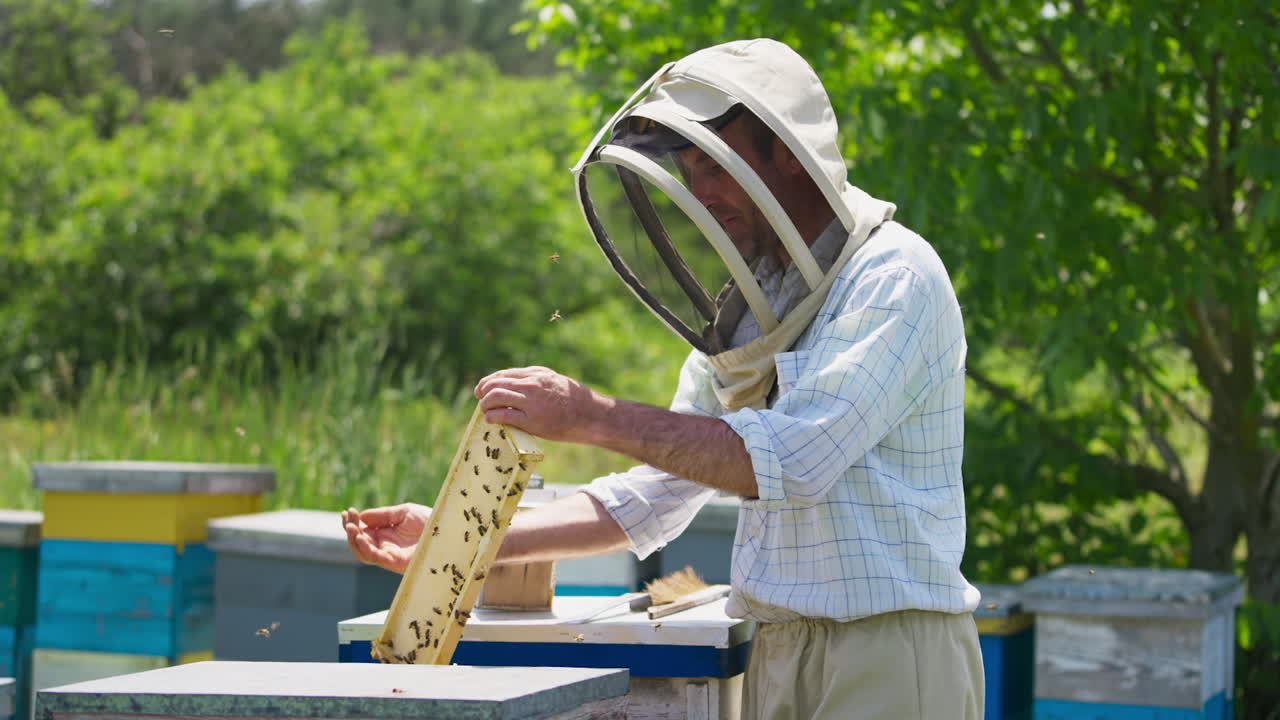 Beekeeper knocking on the frame to shake off the bees. Bees flying around the man and beehives. Nature backdrop.
