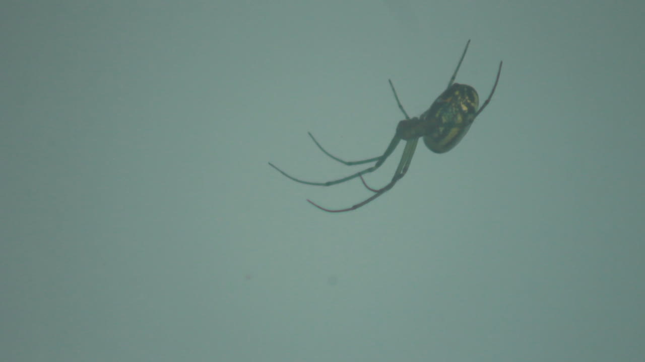 매달려 거미의 클로즈업