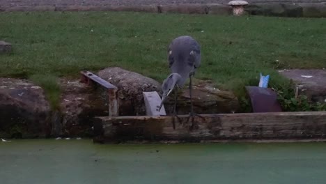 uk grey heron bird hunting in dark morning river canal watching with patience and strikes