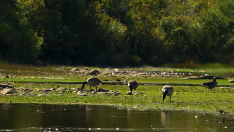 Wild-geese-eating-in-wetlands-marsh-by-pond-slow-motion-30fps