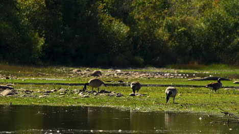 gansos salvajes comiendo en pantanos de humedales por estanque a cámara lenta 30fps