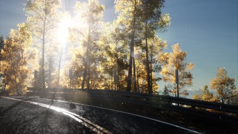 road in the forest