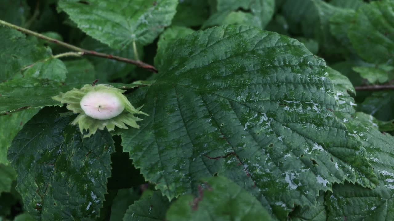 젊은 낙나무의 초록색 잎에 비방울, 클로즈업, 자연 숲 패턴, 텍스처, 배경, 그래픽 자원, 생태, 환경, 생태계, 식물, 정원, 계절, 여름