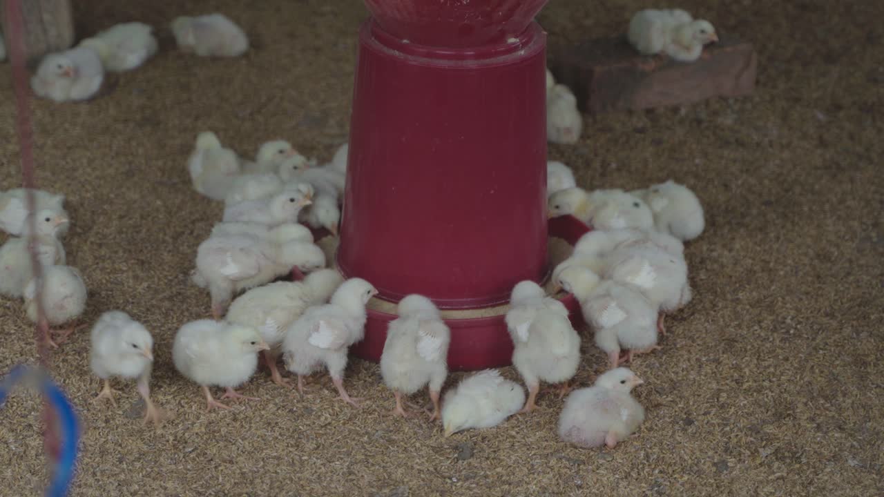 There are baby chickens in the poultry farm. | Premium Stock Video Footage
