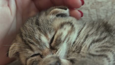 Sleeping-kitten,-adorable-small-cat-is-sleeping-while-person-hand-is-petting-her