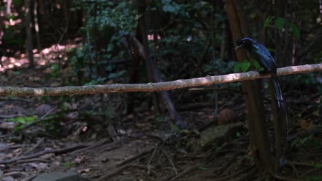 en el lado derecho del cuadro, un drongo de cola de raqueta más grande, dicrurus paradiseus, está posado en una rama y esperando su posible comida. se puede ver una ardilla buscando comida en el fondo.