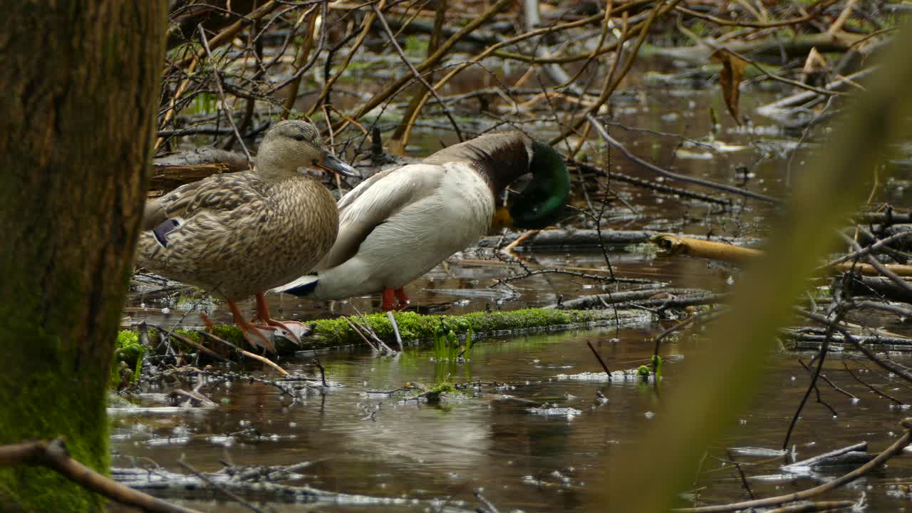 Anatra maschio e femmina in piedi e che si guardano intorno su un ramo coperto di muschio e che si allontanano tra le gocce di pioggia in un giorno piovoso in Ontario