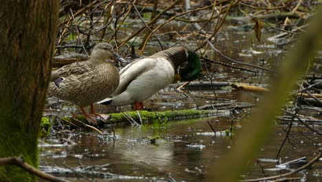 male and female duck standing and looking around on a branch covered with moss and walking away between the raindrops on a rainy day in ontario