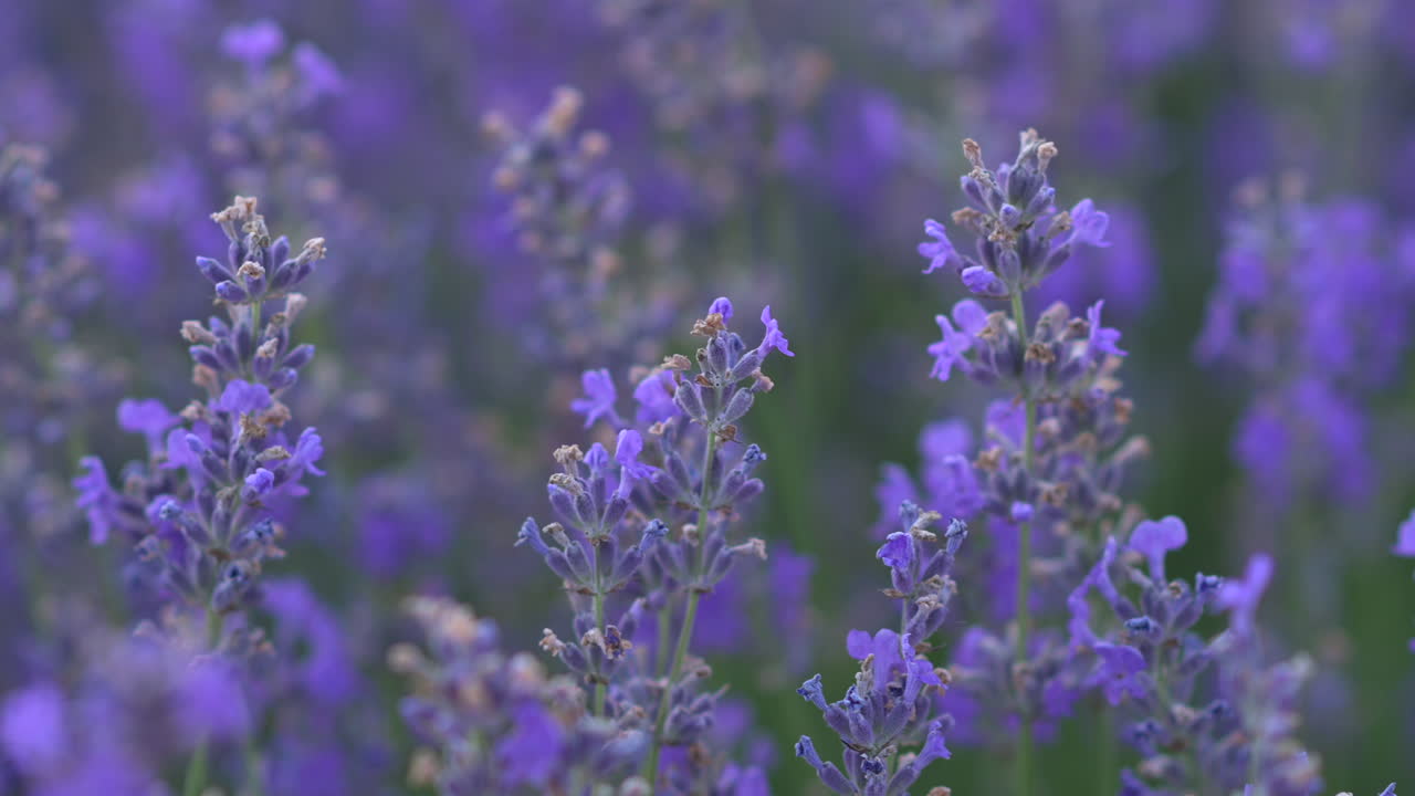 Close up of lavender branches in a filed at sunset