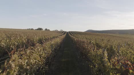 moviéndose entre hileras de vides