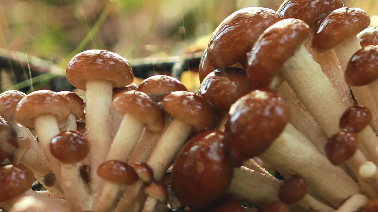 hongos armillaria de agarico de miel en un bosque soleado bajo la lluvia.