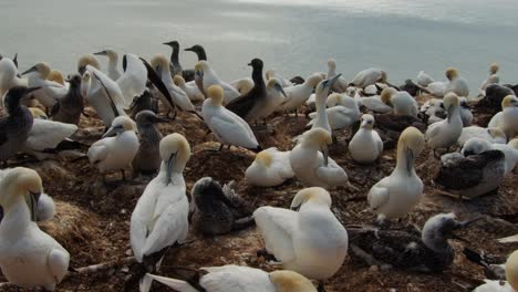 Endless-count-of-gannet-bird-in-coastline-colony,-time-lapse-static-view