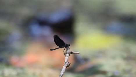 Encaramado-En-Una-Ramita-Mientras-La-Luz-Hace-Un-Bokeh-En-Movimiento-Con-La-Corriente,-Euphaea-Masoni-Male-Damselfly,-Parque-Nacional-Kaeng-Krachan,-Tailandia