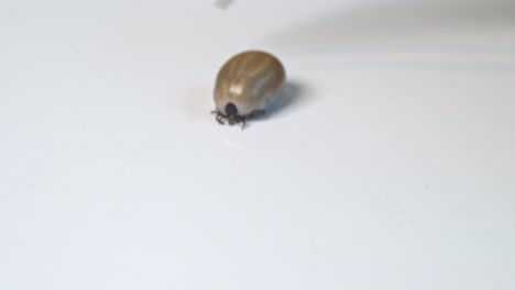 Scientist-using-medical-tweezers-to-present-a-Tick-parasite-to-camera-on-white-laboratory-surface---Closeup-Macro