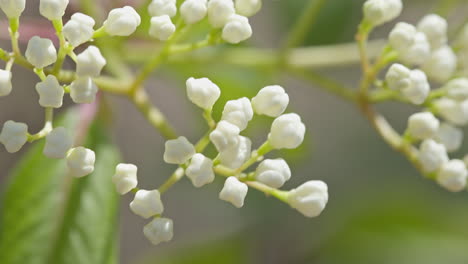 tiny flowers soon to become full blown flowers right at the end of a treee branch