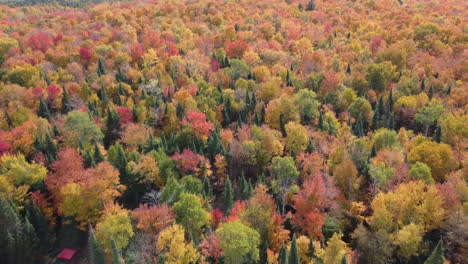 drone flight looking over a vast forest in bright autumn colors containing a house against the edge of the forest on a road