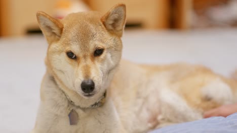 close-up view of shiva inu at home