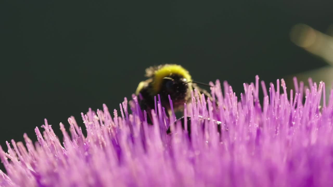 abeja en la flor morada