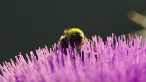 bee on the purple flower