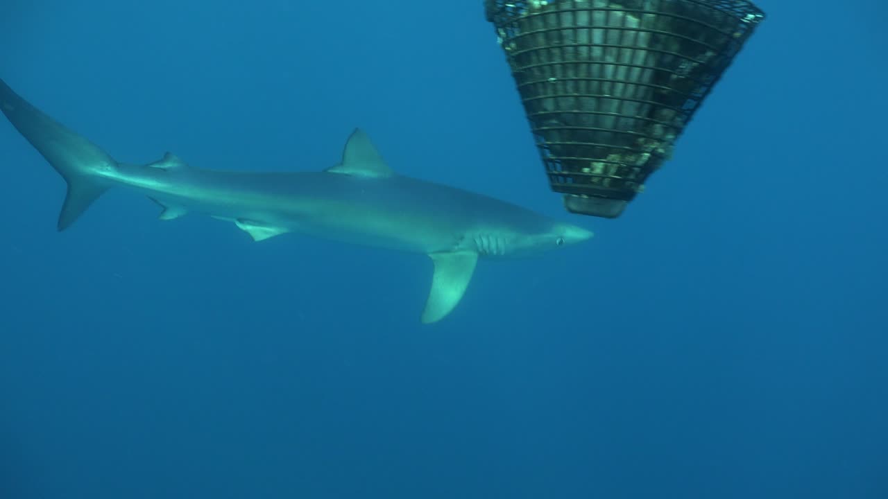 푸른 상어가 다이버와 함께 카메라 가까이를 지나가고 미끼 상자를 둘러싸고 있습니다.