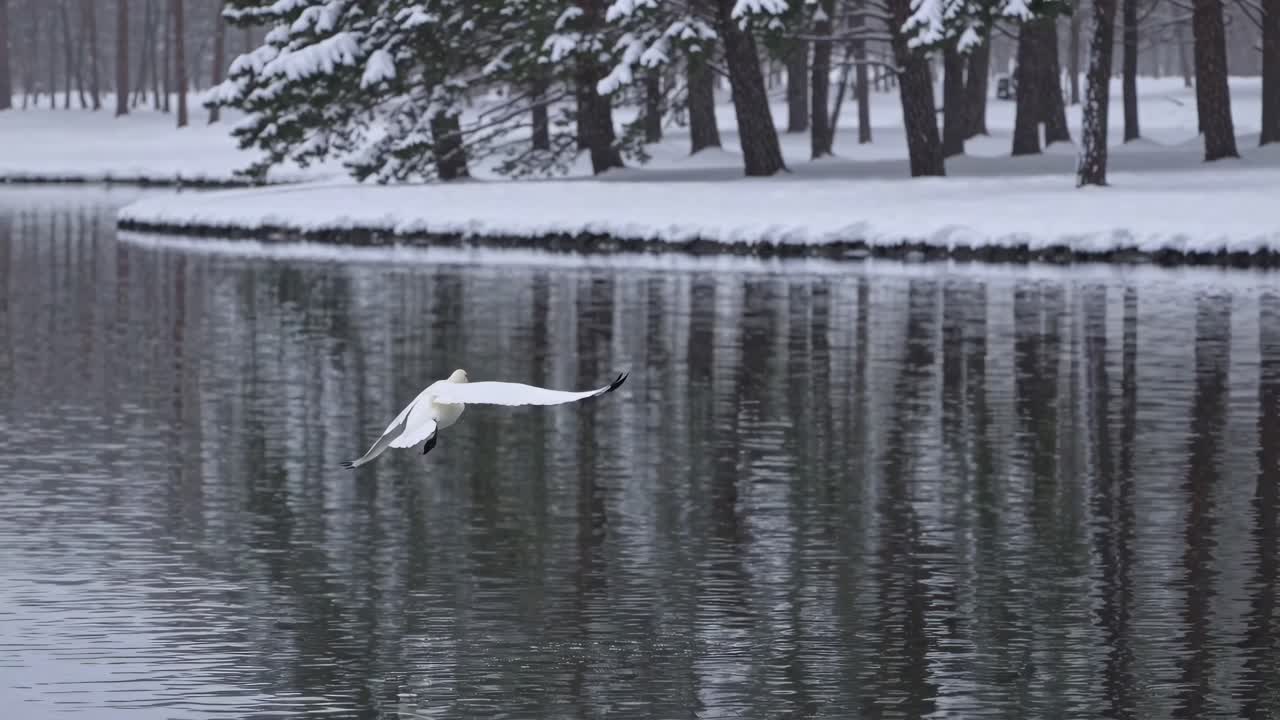 A serene winter scene with a swan flying low over a snowy river, captured from a side angle