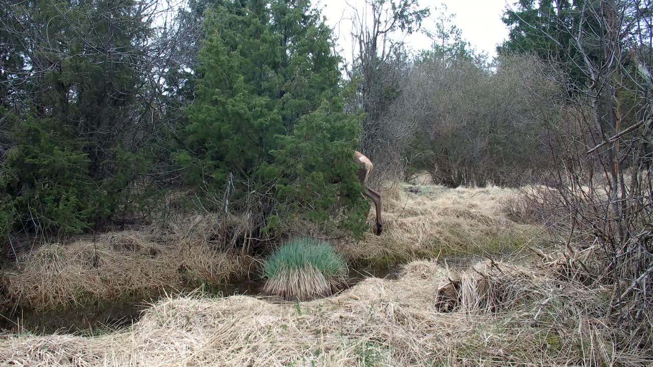 Young male deer crossing a stream during antler molting in Saaremaa, Estonia.