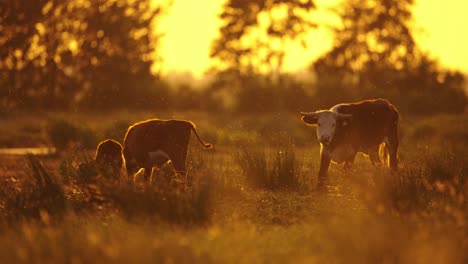 cows grazing at sunset