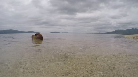 Un-Video-De-60-Fps-De-Un-Coco-A-La-Deriva-Lentamente-Cerca-Del-Borde-Del-Agua-En-Una-Playa-Tropical-Desierta