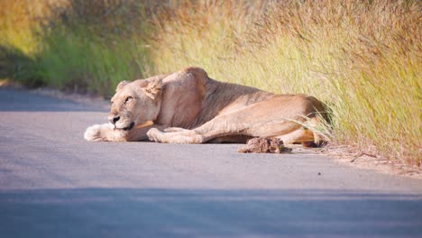 Lioness-lying-in-sunlight-on-asphalt-savannah-road-next-to-pile-of-poo