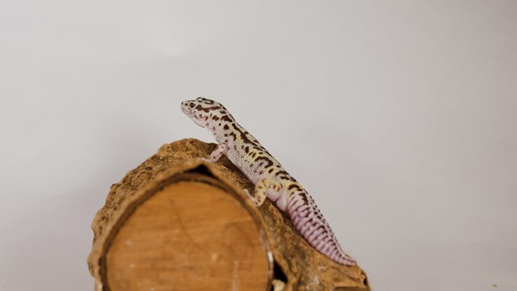 Een luipaardgekko kruipt langzaam en rust op een houten boomstam met textuur in studiolicht