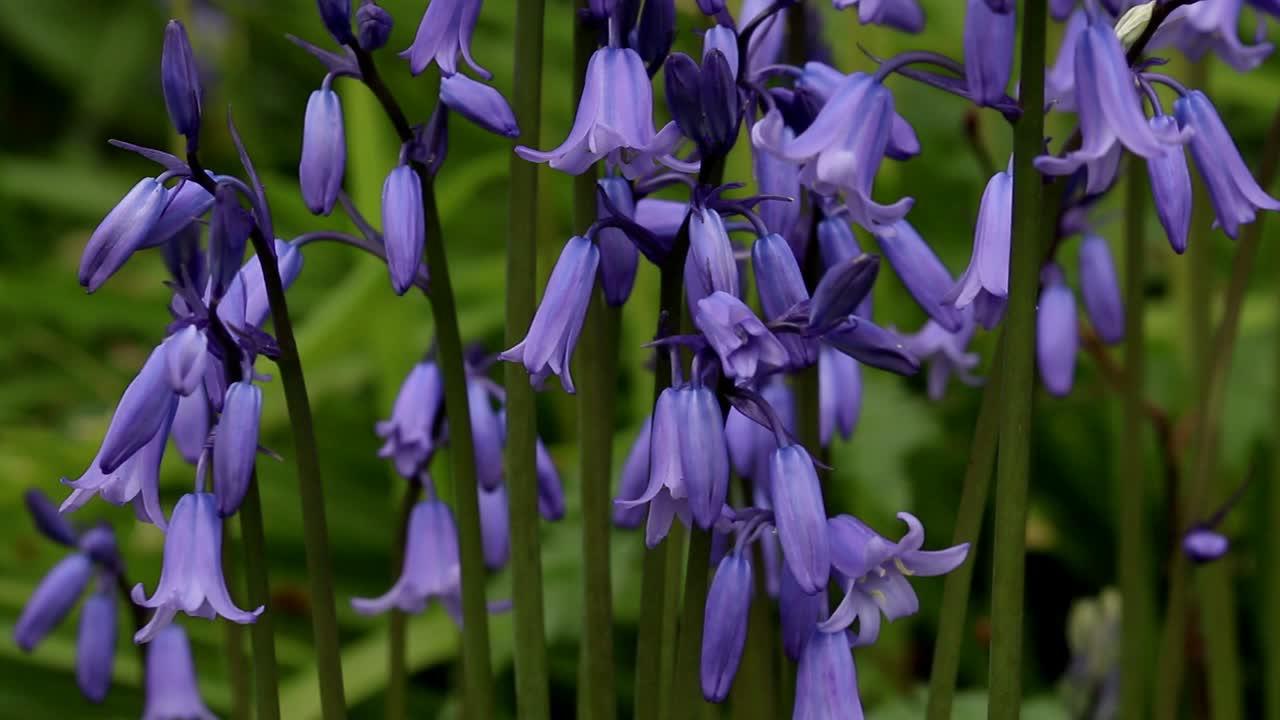 primer plano de las campanas azules, hyacinthoides non-scripta. primavera. islas británicas