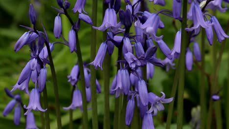 Primer-Plano-De-Campanillas,-Hyacinthoides-Non-scripta.-Primavera.-Islas-Británicas