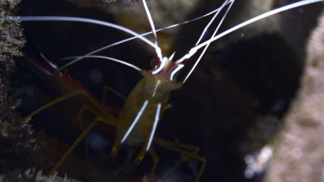 Amazing-cleaner-shrimp-close-up