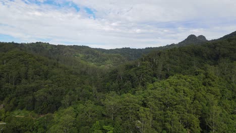 Dense-Trees-At-Green-Forest-In-Currumbin-Valley-Reserve-In-The-City-Of-Gold-Coast-In-Australia