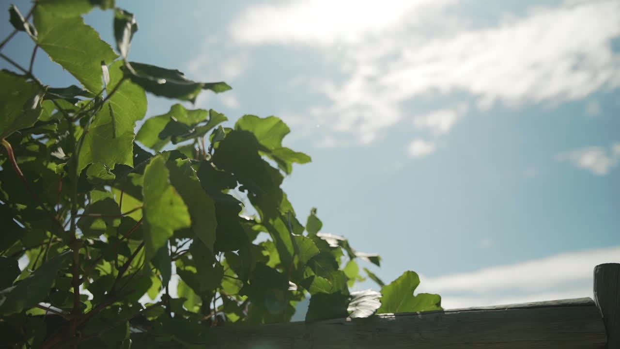 햇빛은 포도원에서 포도 덩굴을 목욕