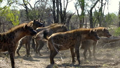 hienas asustadas retirándose de amenazar a un león macho en el lugar de la matanza