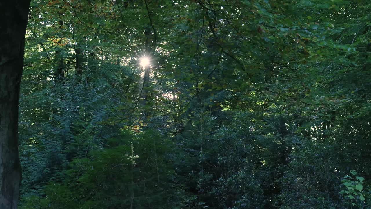A lush green forest scene with sunlight filtering through the trees