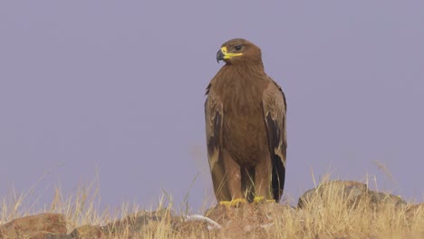 close up of steppe eagle watching and waiting for prey