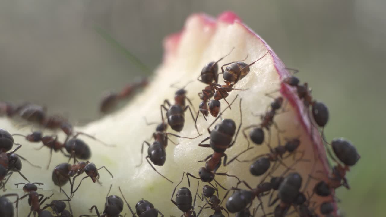 Colony of black ants eating apple core, macro closeup