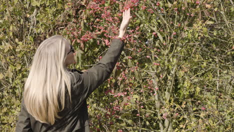 woman reaching for berries in a bush