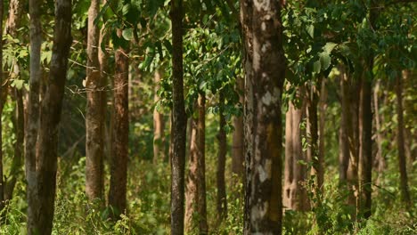 forest in summer at huai kha khaeng wildlife sanctuary in thailand